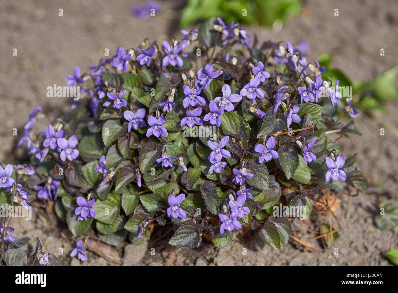 Cluster di Viola labradorica fiori in piena fioritura cane alpino violetta, Alpine violetta, american dog violetta, cane violetta, Labrador viola Foto Stock
