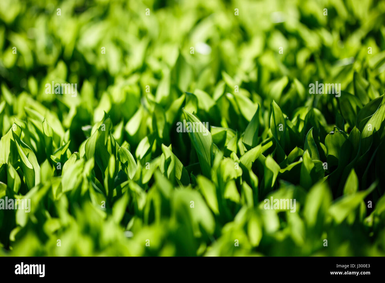 Fresca molla verde erba, la luce del mattino. Foto Stock