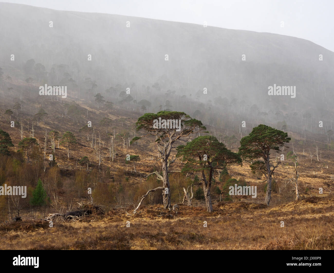 Ave doccia su Caledonian pineta, Glen Mallie, Loch Arkaig, Scozia Foto Stock