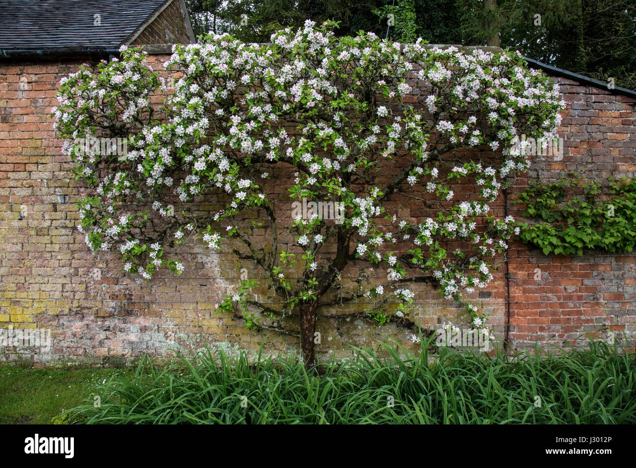 Mela albero pieno di fiori, addestrati contro una grande parete in Inghilterra. Foto Stock