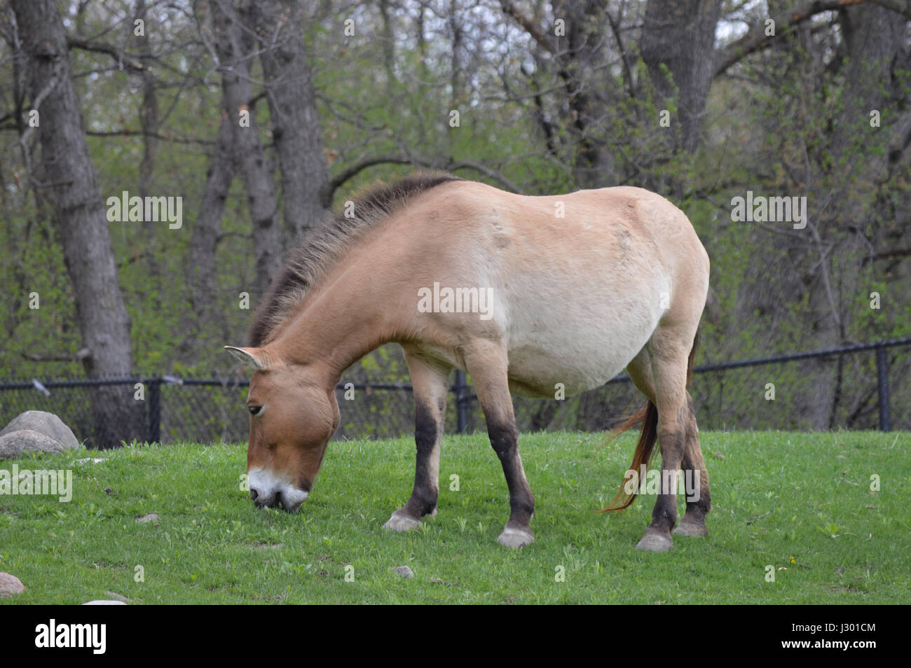 Asian cavallo selvaggio Foto Stock