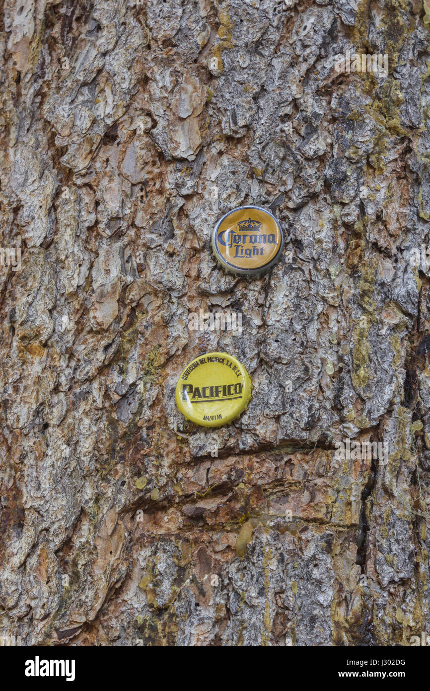 Due tappi di bottiglia pressato in una struttura ad albero. Foto Stock