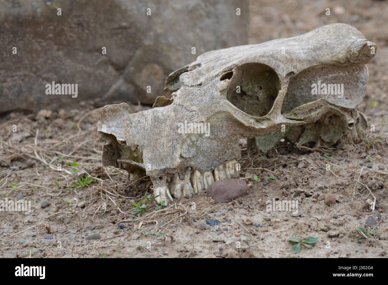 Cranio della mucca Foto Stock