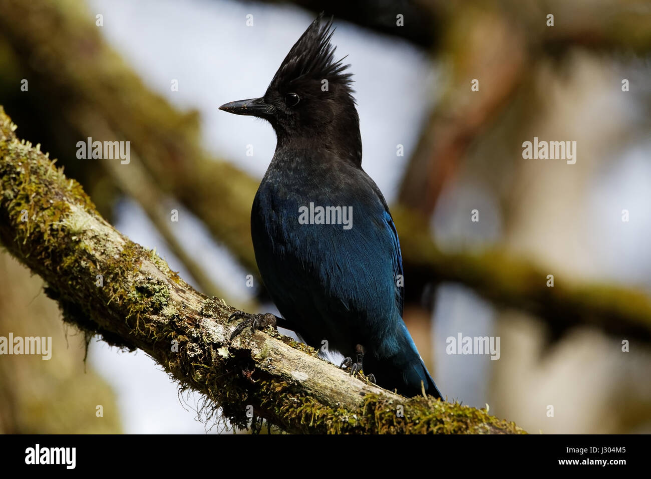 Stellers Jay - British Columbia uccello ufficiale Foto Stock
