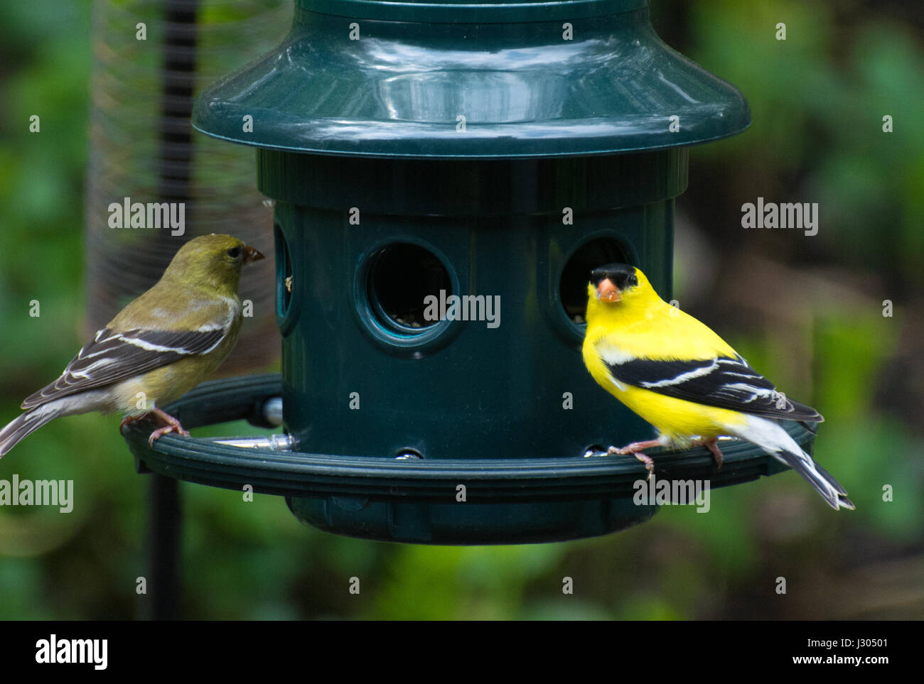 Due giallo American cardellini appollaiate su un Bird Feeder Foto Stock