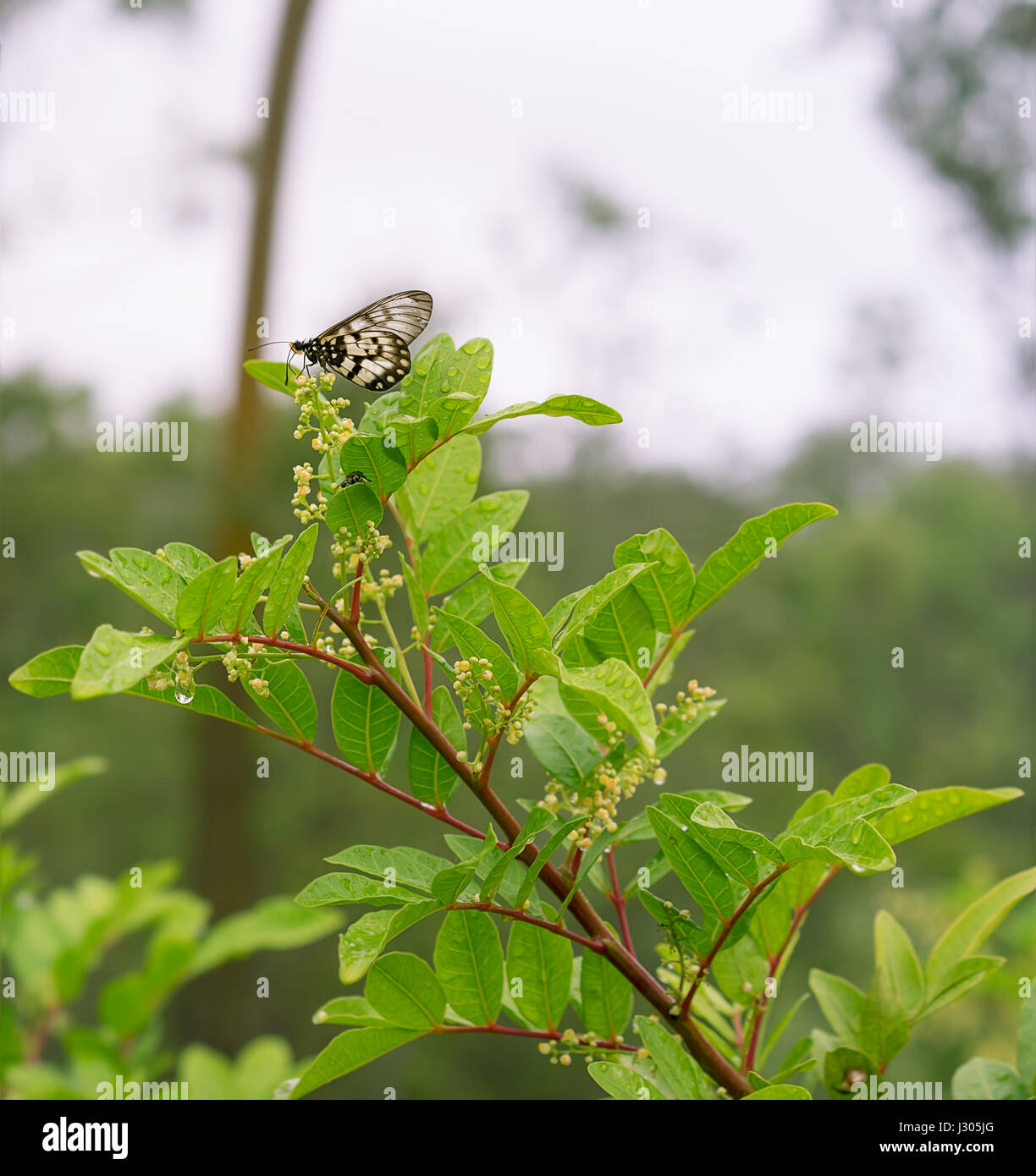 Australian Glasswing farfalla sul fiore di grandi foglie di albero del pepe Schinus terebinthifolius in wet tempo piovoso con gocce di pioggia Foto Stock