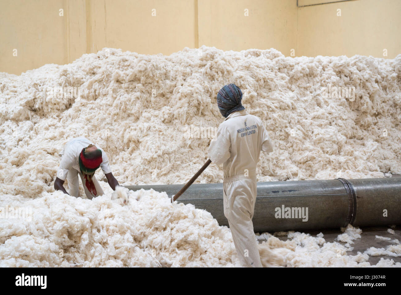 Lavoratori ordina il cotone greggio durante la lavorazione a un cotone  ginnery possedute da ovest dell Uganda Cotton Co in Kasese. Il cotone è uno  di Uganda principale di colture di esportazione