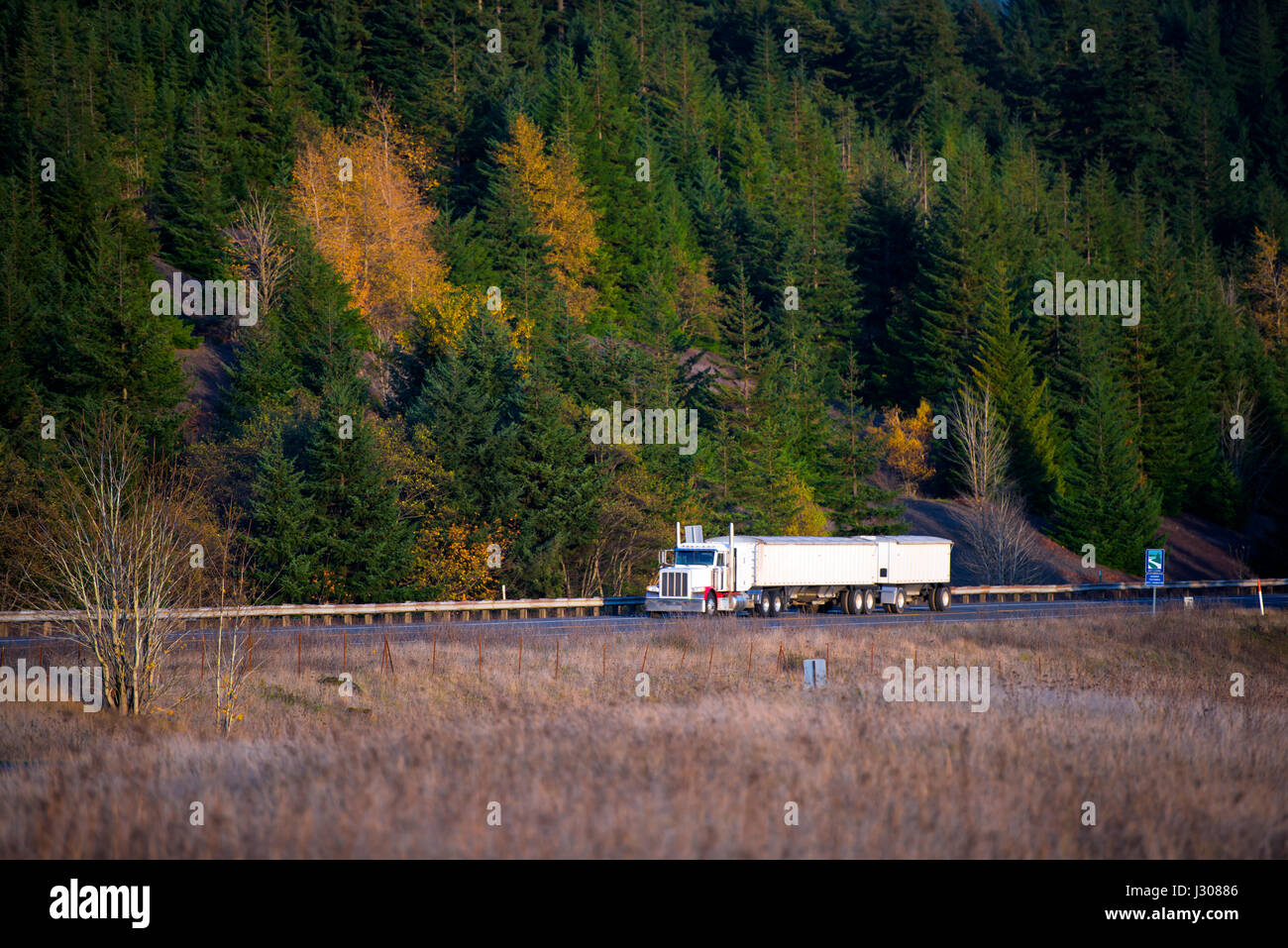 Semi-camion classico bianco con due rimorchi che si muovono su autostrada diretta fiancheggiata da alberi sopravivati e colline di alberi d'autunno gialli. Vista panoramica sull'autunno Foto Stock