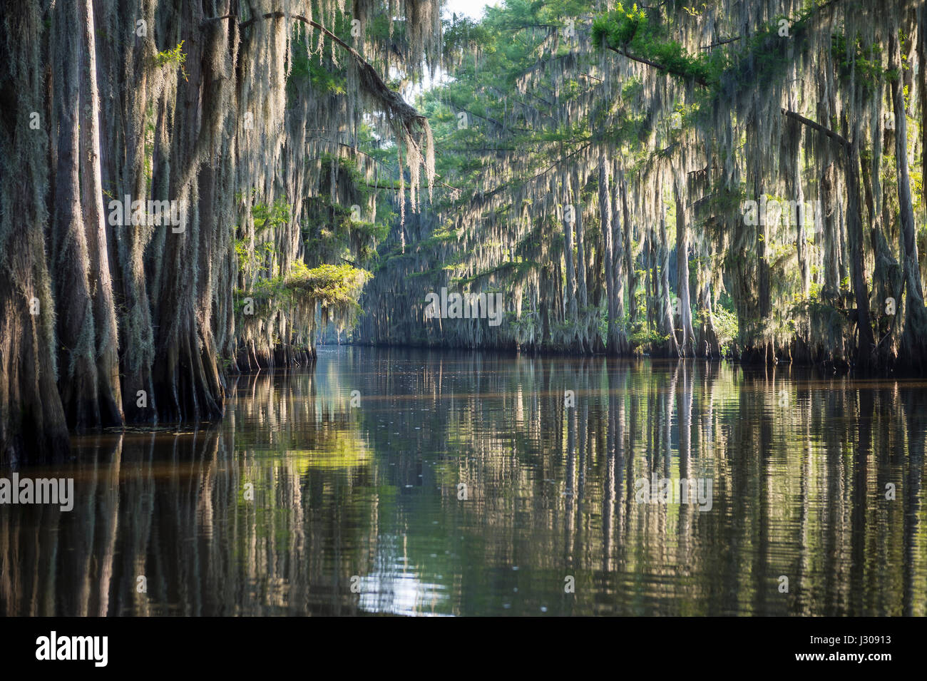 Muschio spagnolo sospesi dal cipresso calvo alberi cattura la luce del mattino a caddo Lake, sul Texas - Louisiana di confine Foto Stock