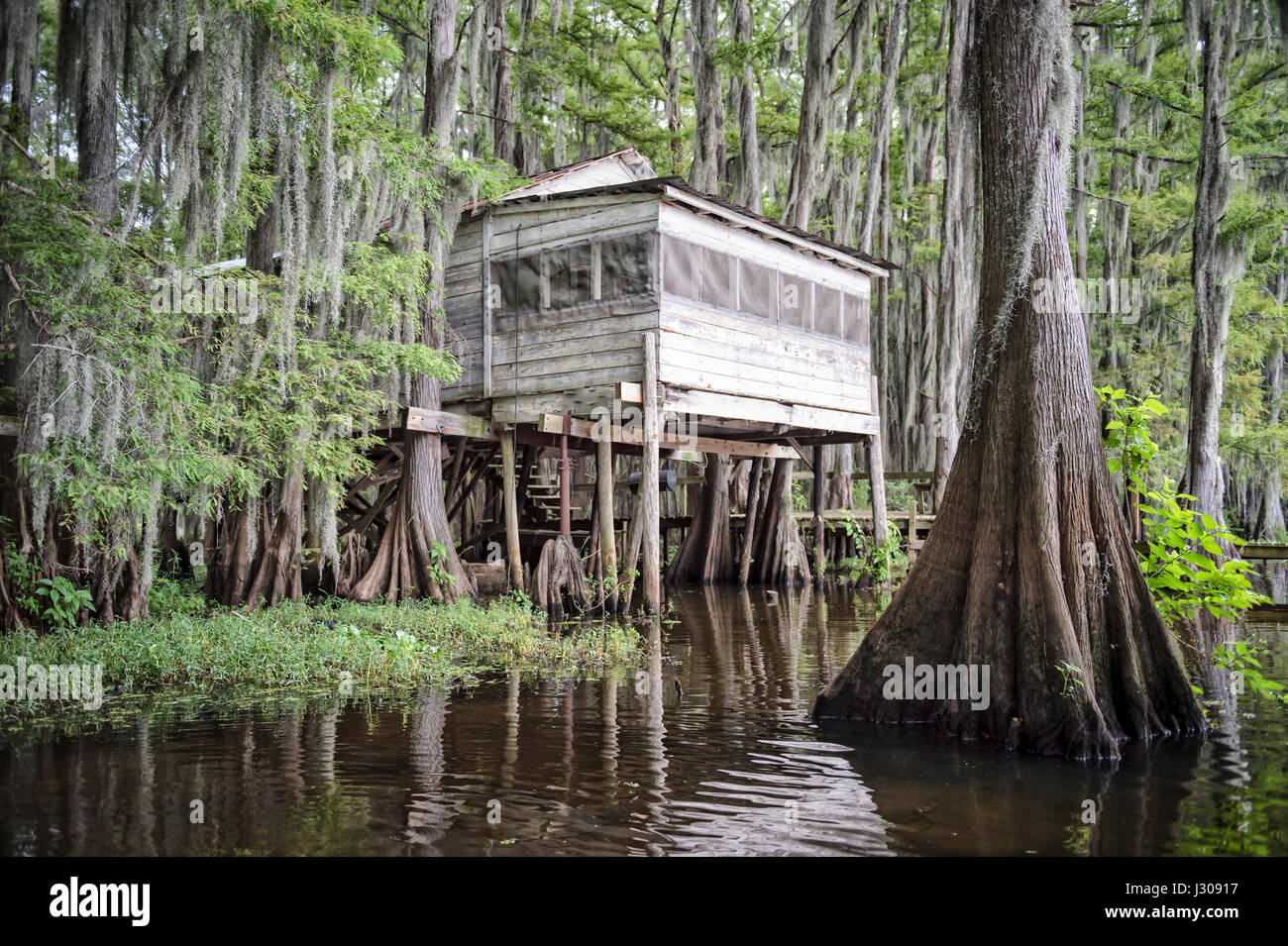 Vista panoramica di una vecchia capanna di palude su palafitte in Caddo Lake, sul Texas - Louisiana di confine Foto Stock