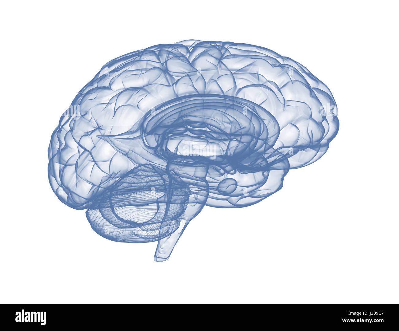 Cervello isolato su sfondo bianco vista laterale Foto Stock