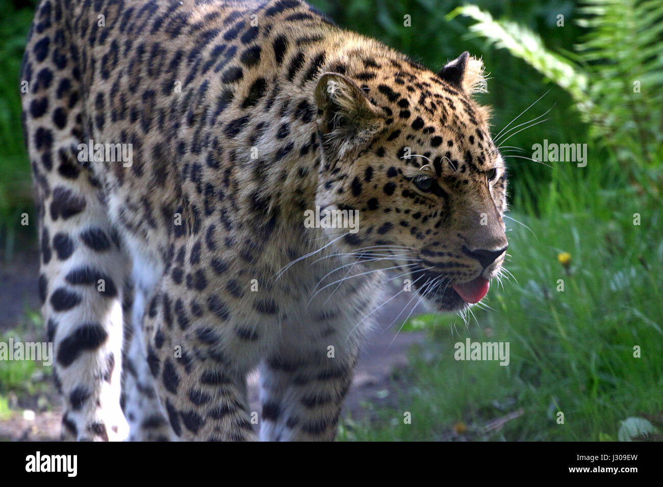 Di Amur maschio o Far Eastern Leopard (Panthera pardus orientalis) sul prowl, attaccare fuori la sua lingua. Foto Stock