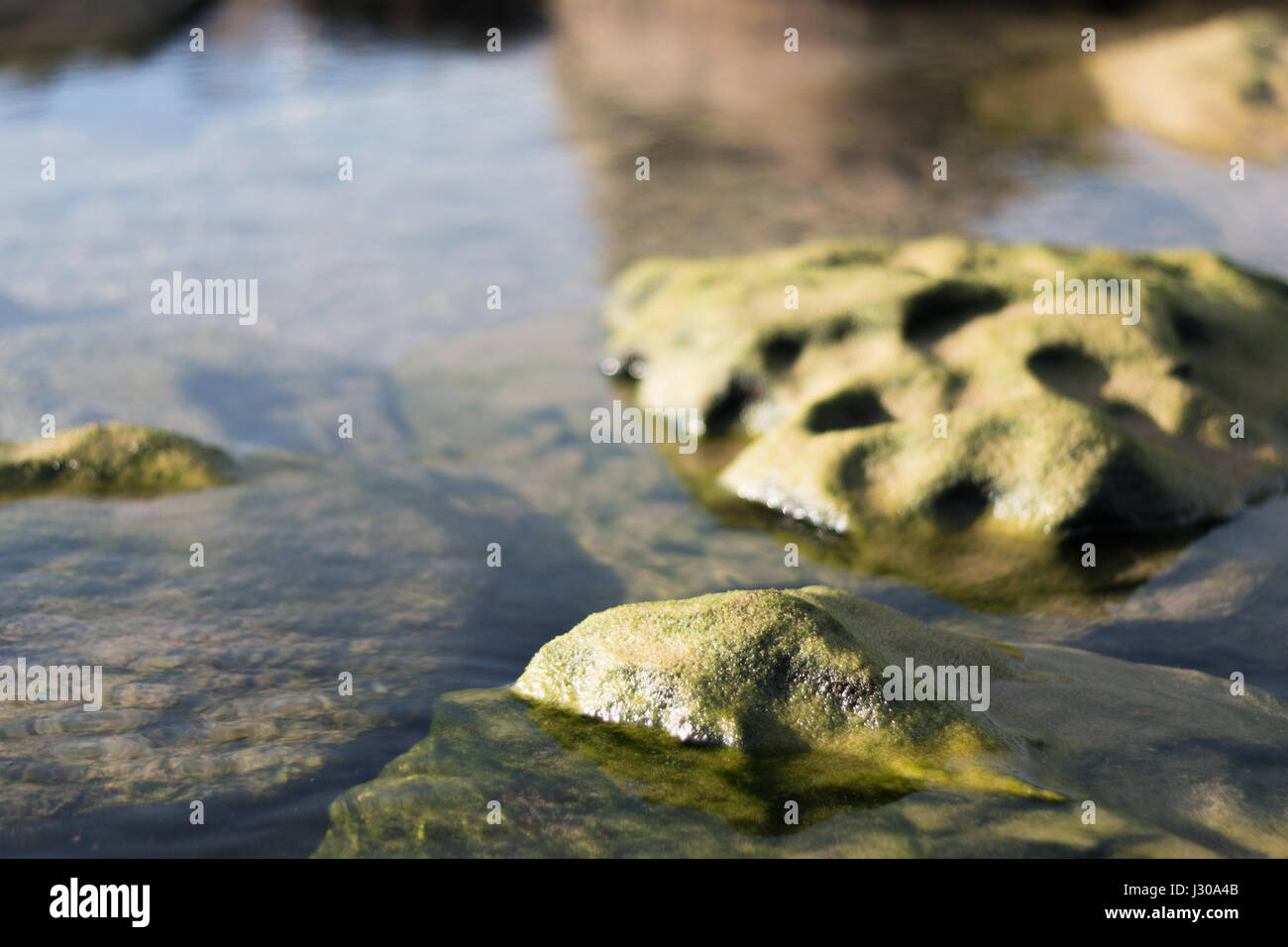 Rocce di muschio in acque poco profonde, Maroubra Beach, Australia Foto Stock