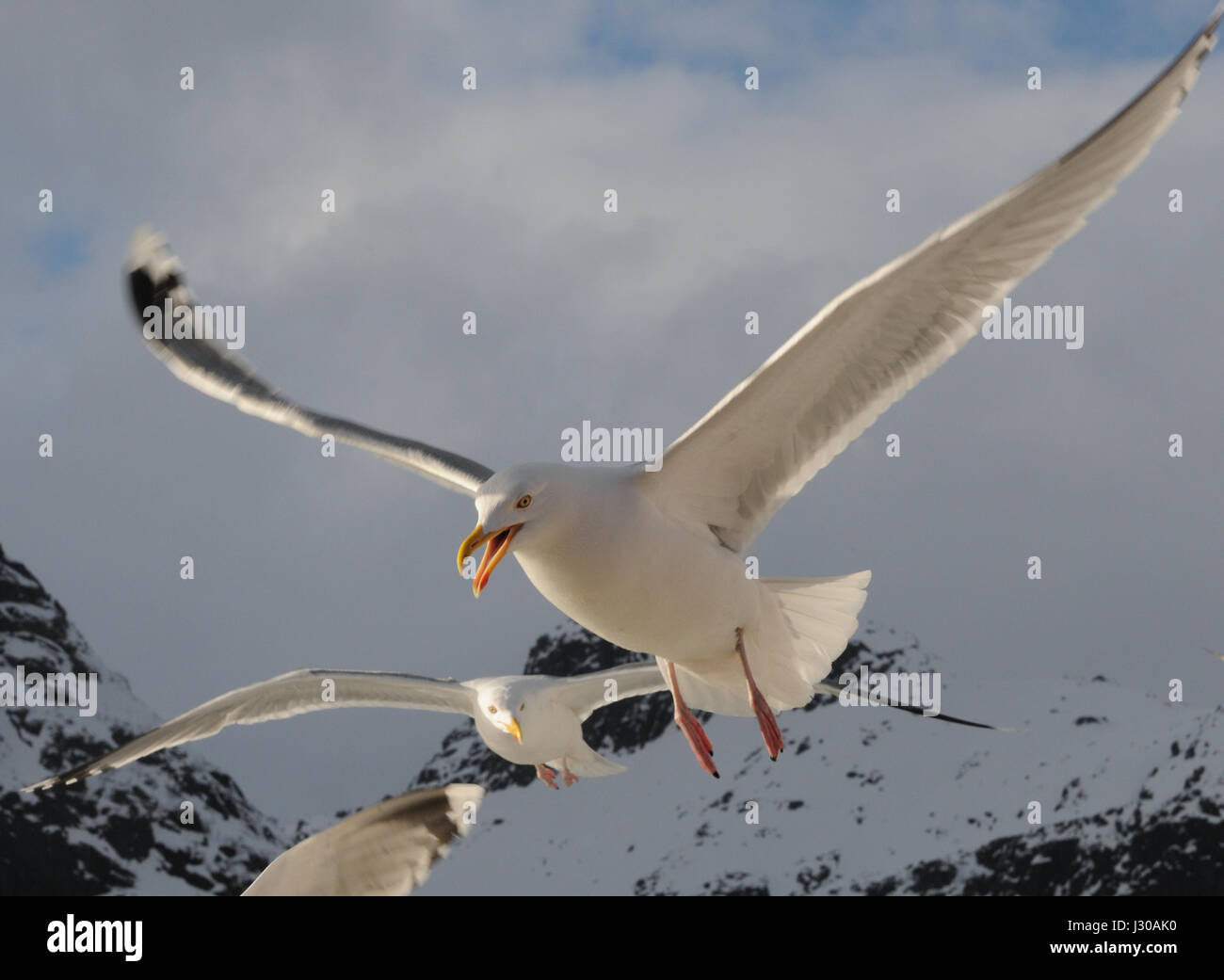 Europea di gabbiani reali (Larus argentatus) mob una imbarcazione turistica per i pesci. Raftsundet, Hadsel e Vågan, Nordland, Norvegia. Foto Stock