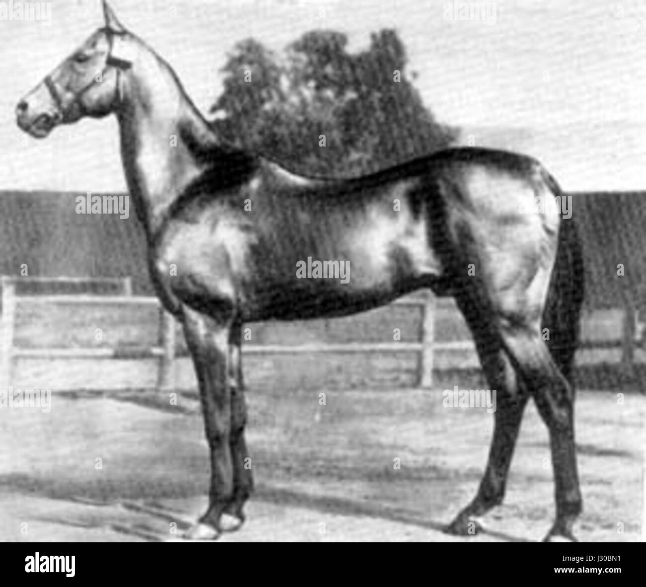 Akhal-Teke Mele Koush nato 1909 2 Foto Stock