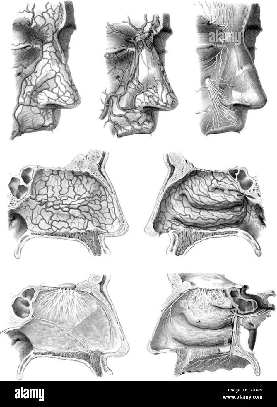 Anatomia Hirschfeld Foto Stock