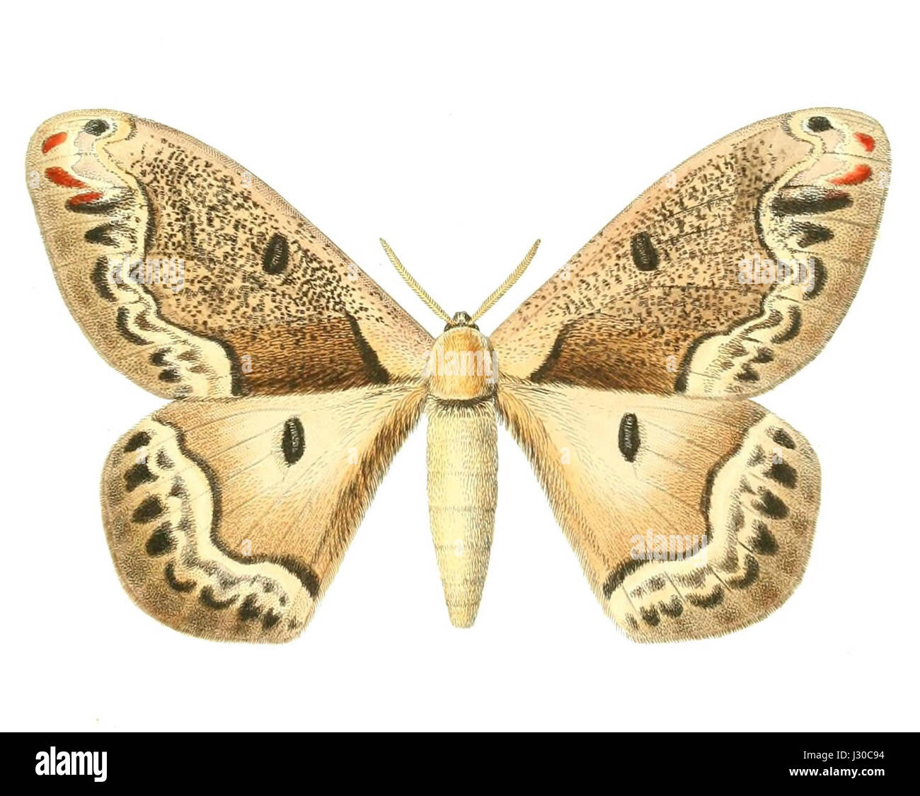 Arsenura pandora è una specie di falena conosciuta per il suo aspetto distintivo. Appartiene alla famiglia Saturniidae ed è originaria dell'America centrale e meridionale, dove abita le foreste tropicali. Foto Stock