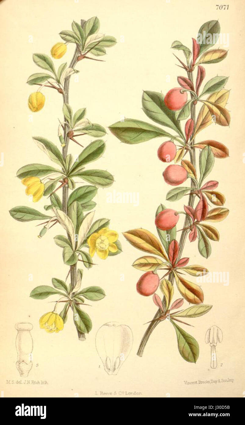 Berberis angulosa (colore-disegno) Foto Stock