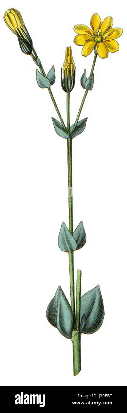 Un'illustrazione di British Entomology che mostra Blackstonia perfoliata, una specie di insetto. Questo disegno dettagliato fornisce informazioni scientifiche sulle caratteristiche e la classificazione della specie nell'entomologia. Foto Stock