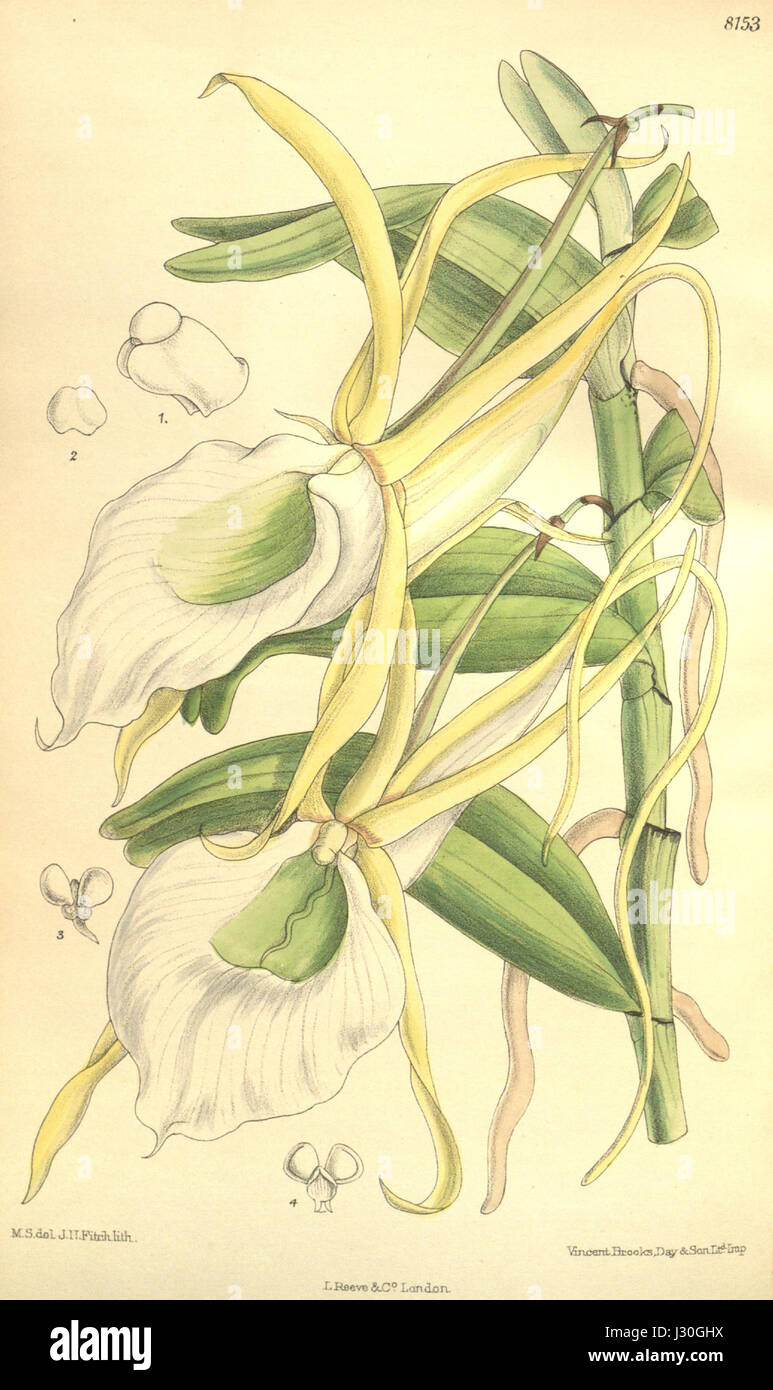 Un'illustrazione del Curtis's Botanical Magazine (1907) raffigura l'Angraecum infundibulare, un'orchidea epifitica originaria dell'Africa tropicale. La pianta presenta uno stelo cilindrico, foglie strette con un apice bilobato e produce fiori profumati e cerati con uno sperone lungo 15-20 cm, che fiorisce in autunno e in inverno. Foto Stock