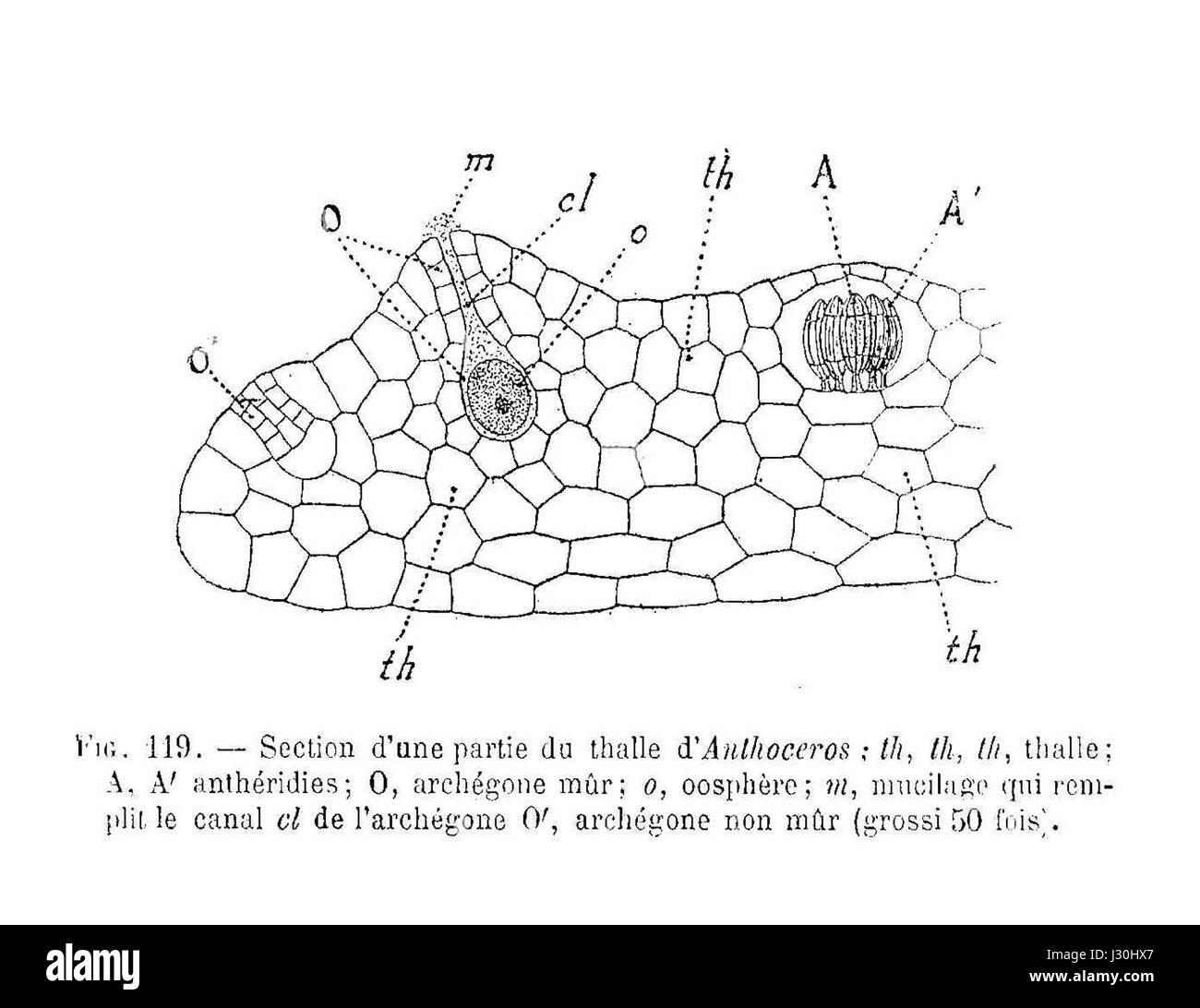 Anthoceros si riferisce a un genere di corna, un gruppo di piante non vascolari. Questa immagine mostra un tallone (il corpo vegetativo di una carna), evidenziandone la crescita e la struttura distintive. Foto Stock
