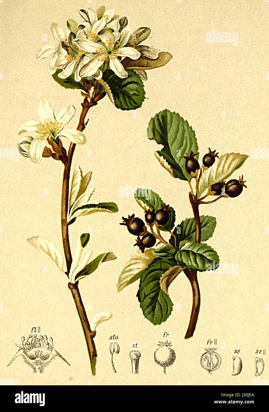 L'Aronia rotundifolia, nota anche come bacca nera, è una specie di arbusto originaria del Nord America. La pianta è presente nell'Atlante Alpenflora per il suo significato nella flora alpina. Foto Stock