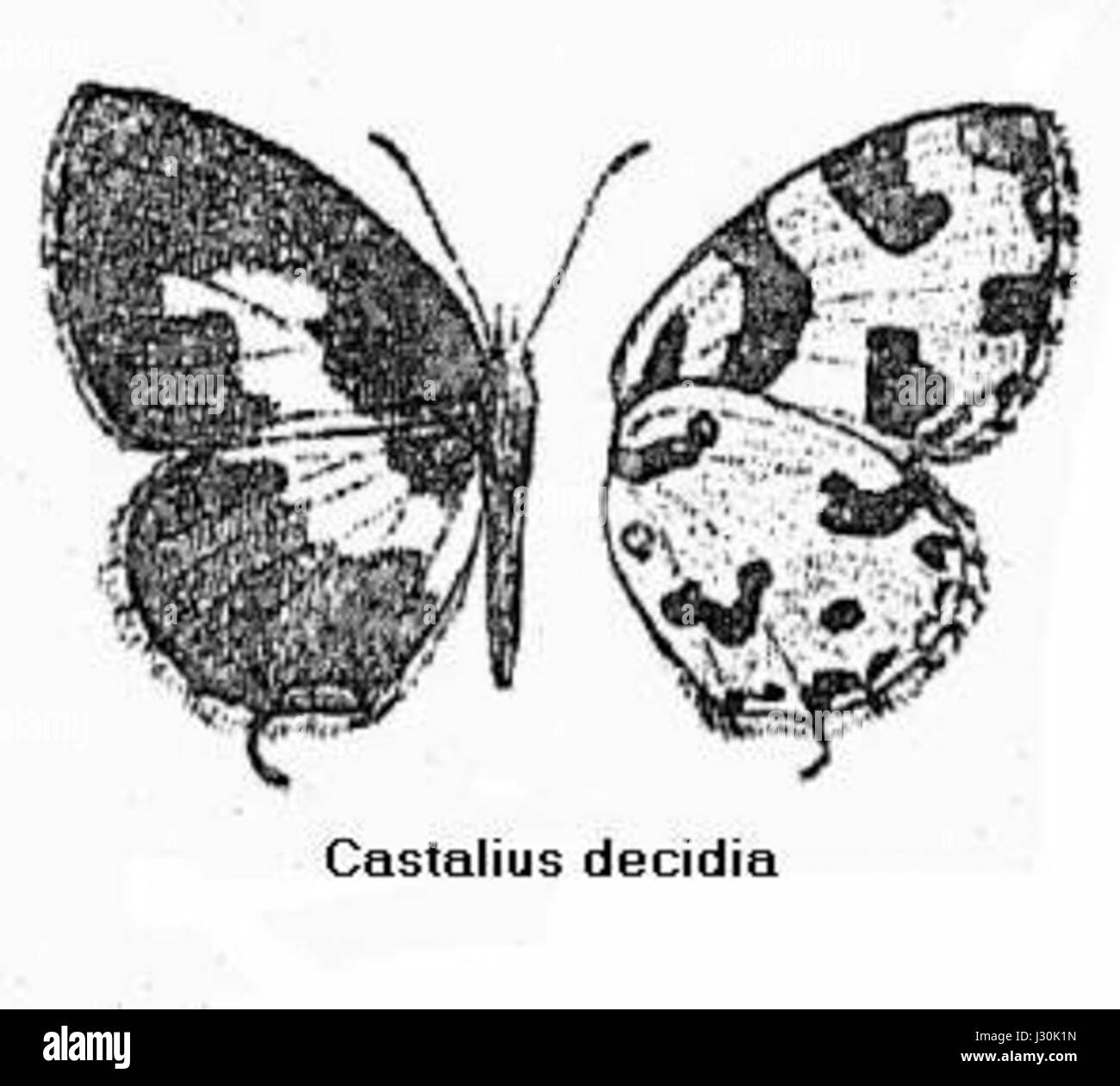 Il Castalius decidia è una specie di farfalla della famiglia Lycaenidae. Presente principalmente nelle regioni tropicali, questa farfalla è caratterizzata dai suoi colori vivaci e dai segni distintivi, contribuendo alla diversità della famiglia delle farfalle. Foto Stock