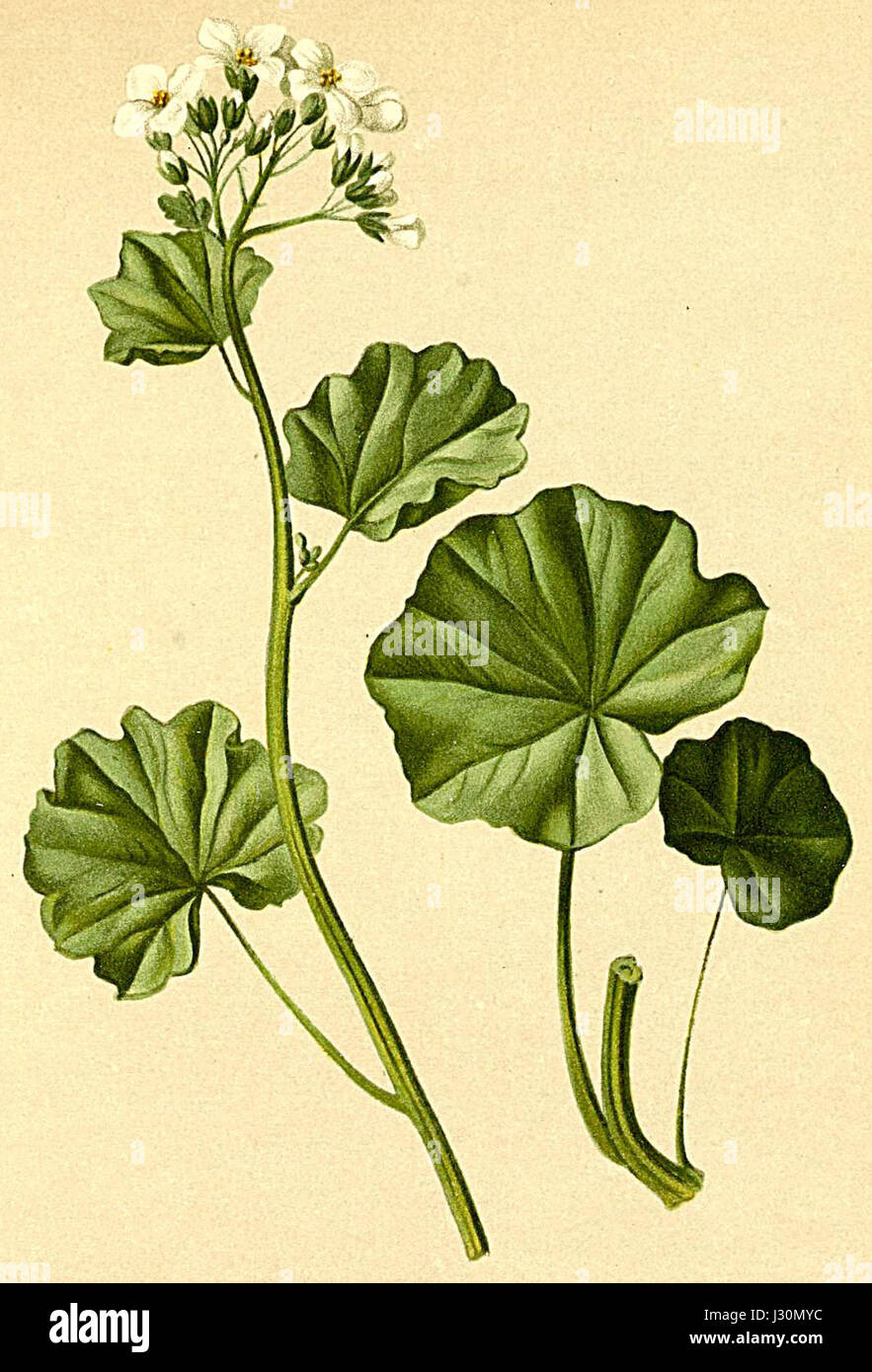 L'asarifolia cardamina, una specie di piante originaria delle regioni alpine, è presente nell'Atlante Alpenflora, un riferimento alla flora delle Alpi. Foto Stock