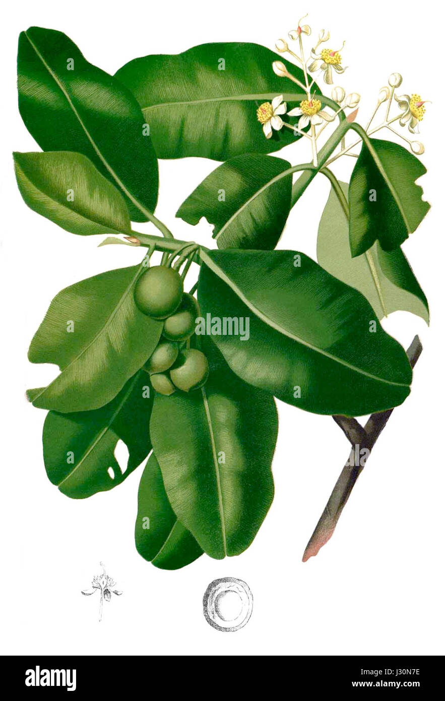 Calophyllum inophyllum Blanco2.256-ritagliato Foto Stock