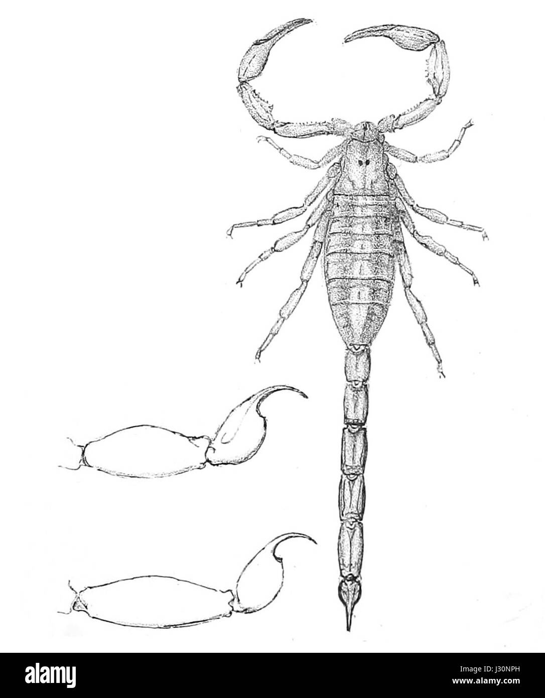 Centruroides insulanus è una specie di scorpione presente nella regione caraibica, tra cui Porto Rico. Fu descritta per la prima volta nel 1894. La specie è nota per la sua puntura velenosa, che è una preoccupazione per la salute umana nei suoi habitat nativi. Foto Stock