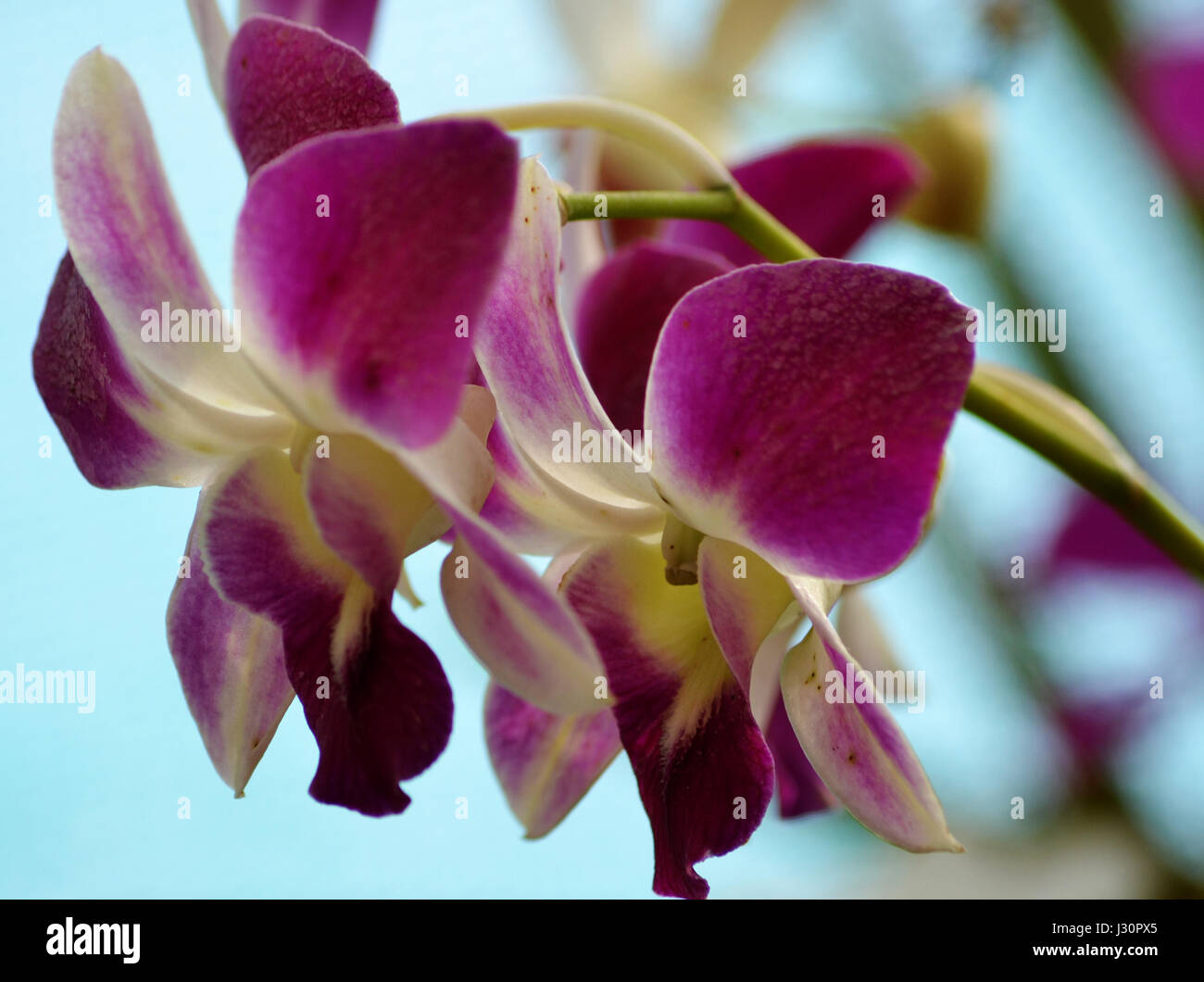 In primo piano del fiore che sboccia all'aperto Foto Stock
