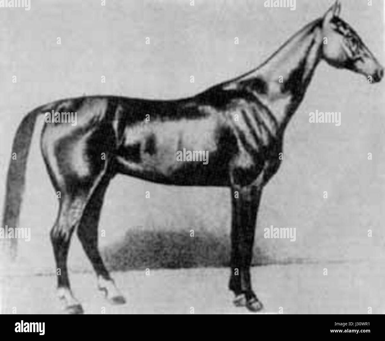Akhal-Teke Boynou nato 1885 Foto Stock