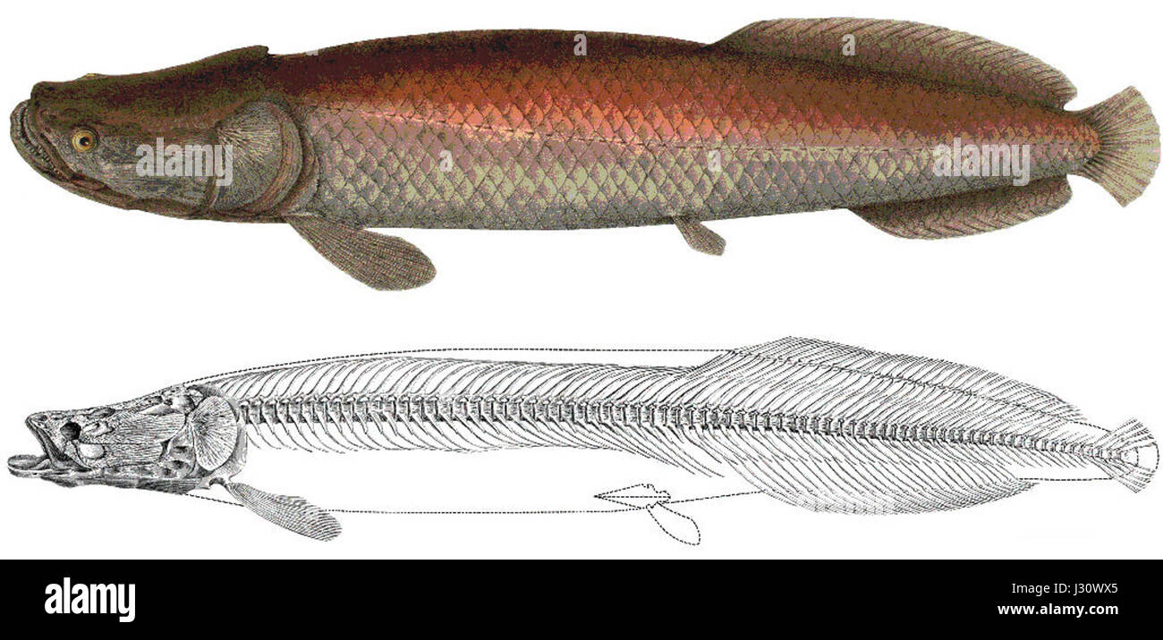 L'arapaima agassizii, noto anche come arapaima, è un grande pesce d'acqua dolce originario del bacino del Rio delle Amazzoni in Sud America. È una delle specie ittiche più grandi al mondo, conosciuta per le sue dimensioni impressionanti e la sua biologia unica. Foto Stock
