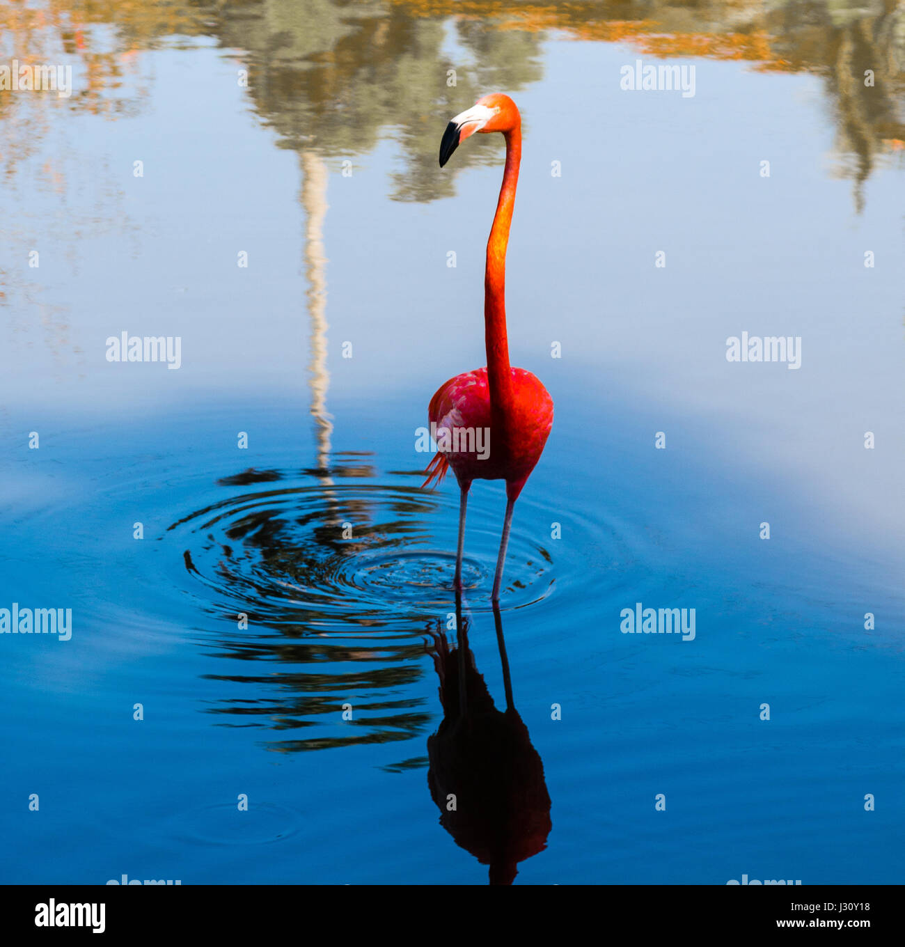 Flamingo bird su laguna blu, Las terrazas, Cuba, CARAIBI Foto Stock