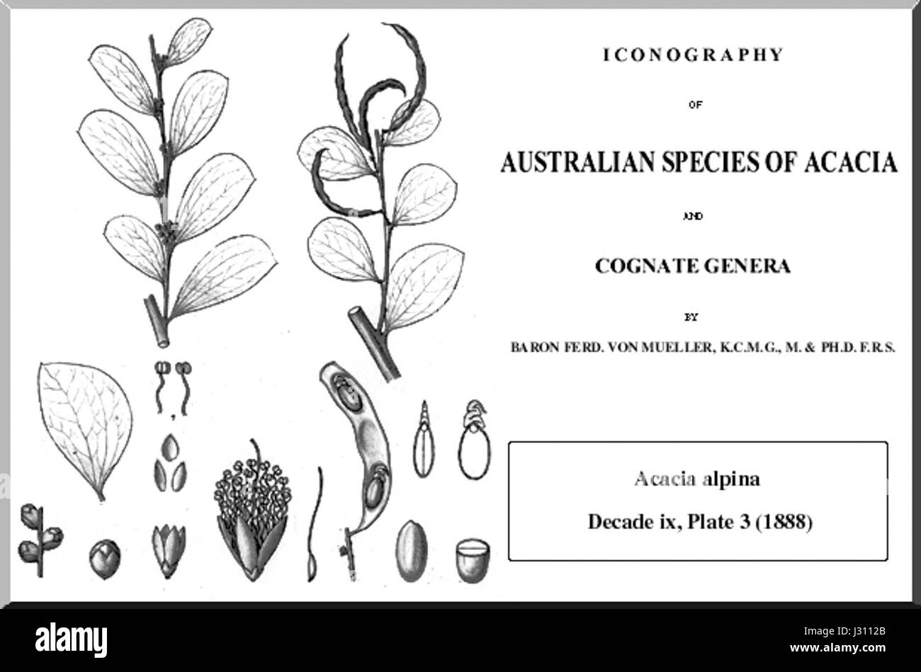 Alpina mueller è una specie di pianta alpina che si trova in regioni ad alta quota. Nota per la sua resilienza, questa pianta prospera in ambienti rocciosi e montani ed è un esempio di flora ad alta quota adattata alle condizioni estreme. Foto Stock