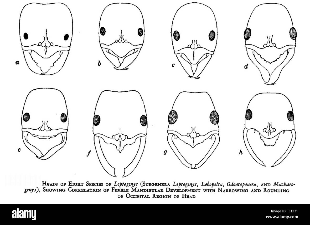 Il termine "Antheadmuscle" sembra essere una combinazione di formiche e muscoli, probabilmente riferendosi alla forza o alle capacità delle formiche, note per la loro impressionante potenza muscolare rispetto alle loro dimensioni. Potrebbe anche fare riferimento a uno studio o a un concetto specifico in entomologia o biomeccanica. Foto Stock