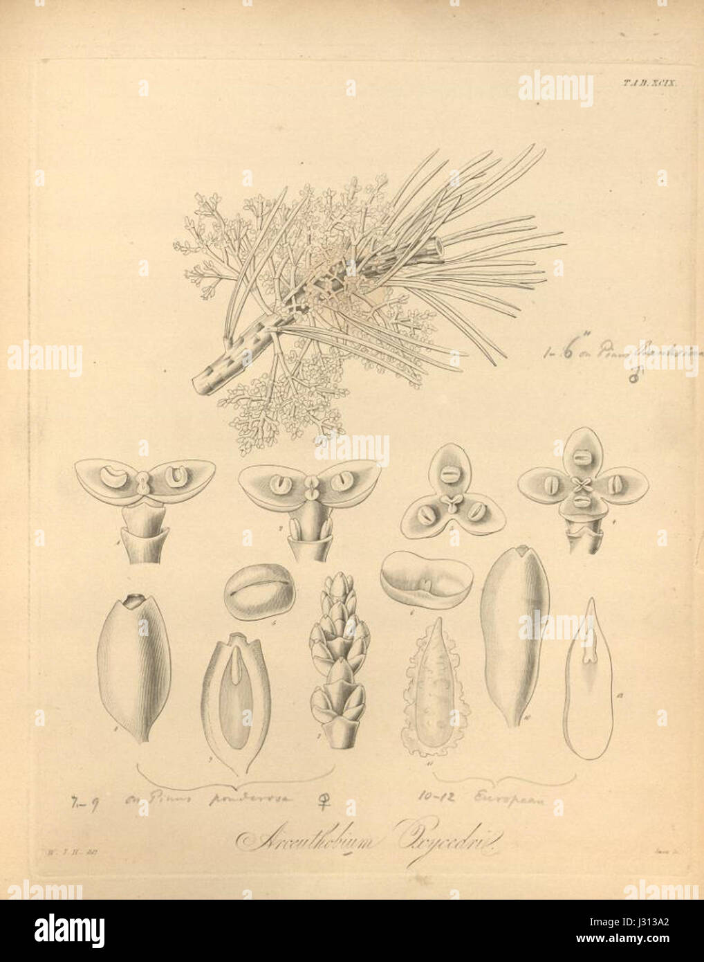 L'Arceuthobium oxycedri è una specie di mignolo nano, una pianta parassitaria che colpisce gli alberi di conifere. Provoca danni significativi al suo ospite, con ripercussioni sulla salute e la crescita degli alberi che infetta. Foto Stock