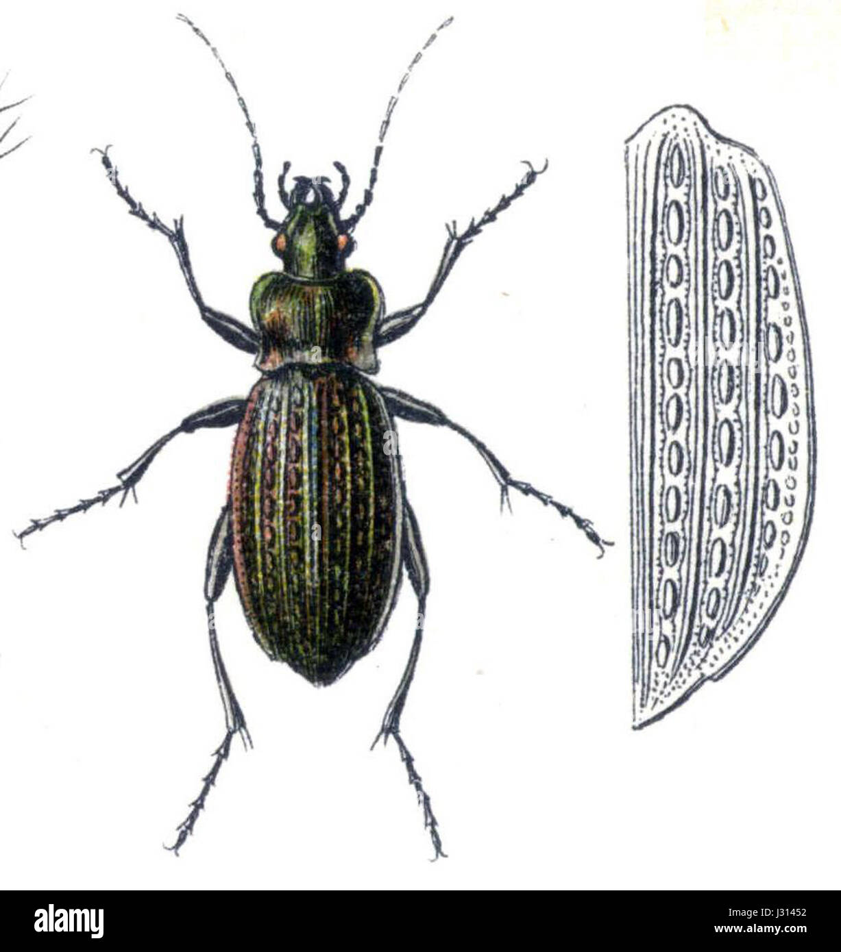 Carabus granulatus è una specie di grande coleottero terrestre che si trova in Europa e in alcune parti dell'Asia. Nota per il suo corpo robusto e la colorazione sorprendente, questa specie svolge un ruolo nel controllo delle popolazioni di parassiti. Foto Stock