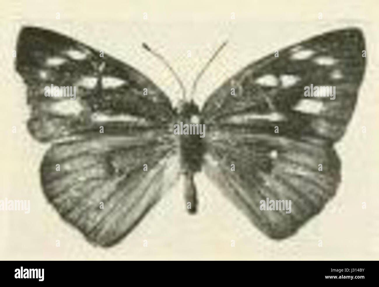 La Cerautola semibrunnea è una specie di pianta diffusa nelle aree tropicali, nota per il suo aspetto distintivo e per gli usi medicinali. Appartiene alla famiglia delle piante da fiore dell'ordine delle Malpighiales. Foto Stock