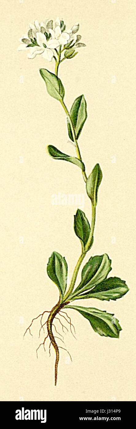L'Arabis bellidifolia è una specie vegetale documentata nell'Atlante Alpenflora, che ne evidenzia le caratteristiche all'interno della flora alpina delle Alpi. Foto Stock