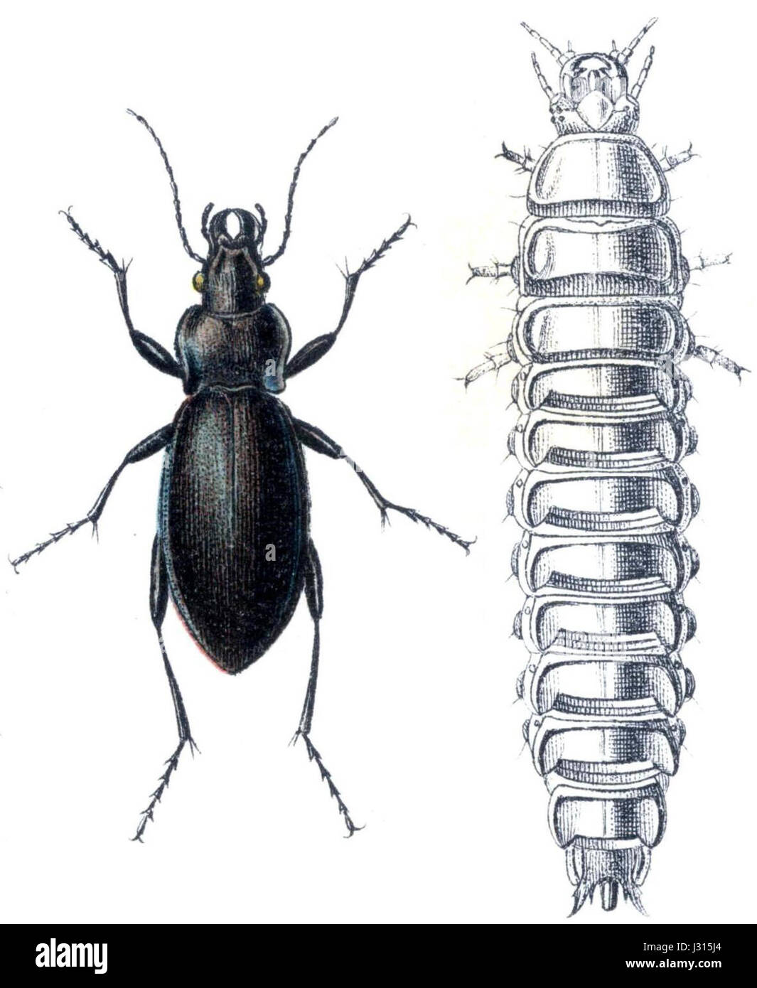 Carabus tendente al violaceo Foto Stock