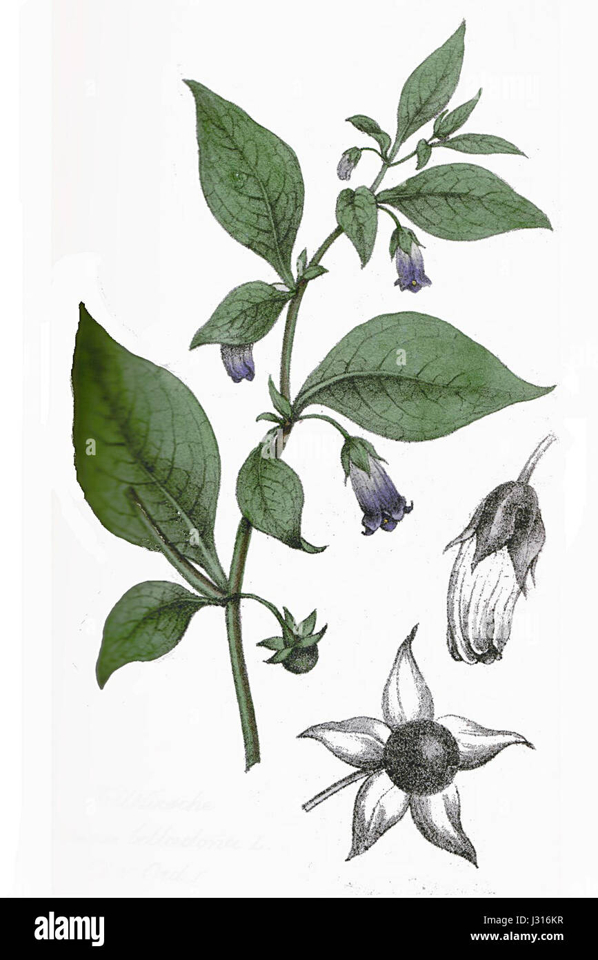 Atropa belladonna, comunemente nota come Deadly nightshade, è una pianta tossica con una ricca storia di medicina e folklore. È stato utilizzato per le sue proprietà medicinali, anche se la sua tossicità presenta rischi significativi. È originaria dell'Europa, del Nord Africa e dell'Asia occidentale. Foto Stock