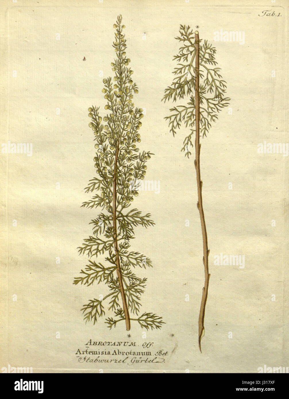 Artemisia abrotanum disegno immagini e fotografie stock ad alta risoluzione  - Alamy