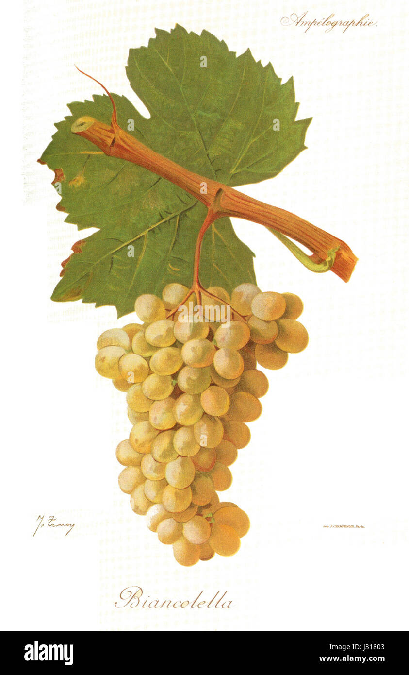 Biancolella, Viala e Vermorel erano figure notevoli associate ai progressi agricoli francesi del XIX secolo. Il loro lavoro ha contribuito alle innovazioni nel settore della viticoltura e allo sviluppo di tecniche di coltivazione e di gestione delle colture. Foto Stock