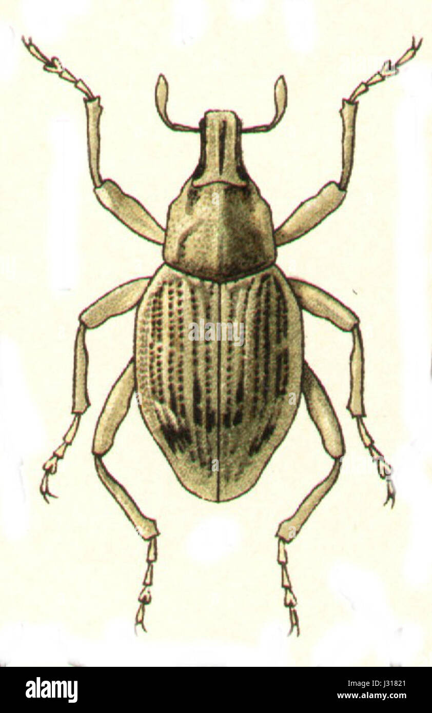 Brachycleonus fronto è una specie di weevil che si trova in varie parti d'Europa, nota per le sue caratteristiche distintive come un muso curvo e un corpo simile a un'armatura protettiva. Foto Stock