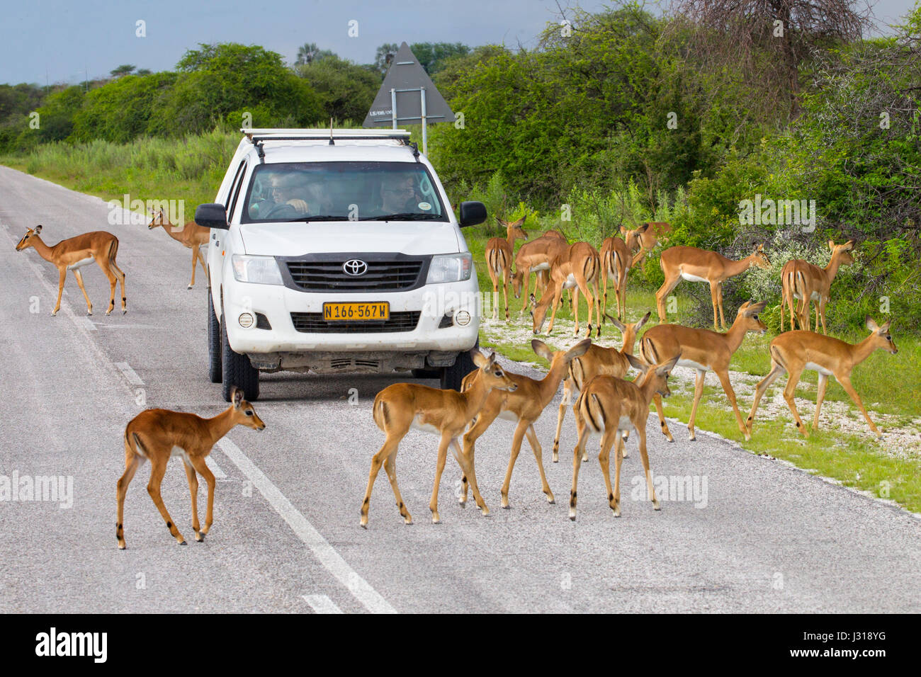 Un gruppo di Impala o Rooibok Aepyceros melampus che attraversa una strada remota Foto Stock