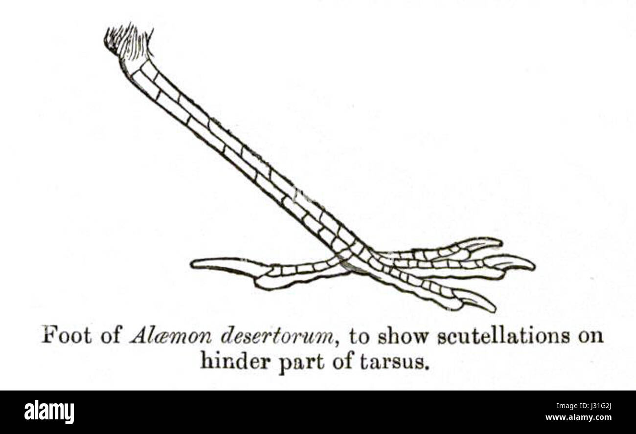 AlaemonTarsus Foto Stock