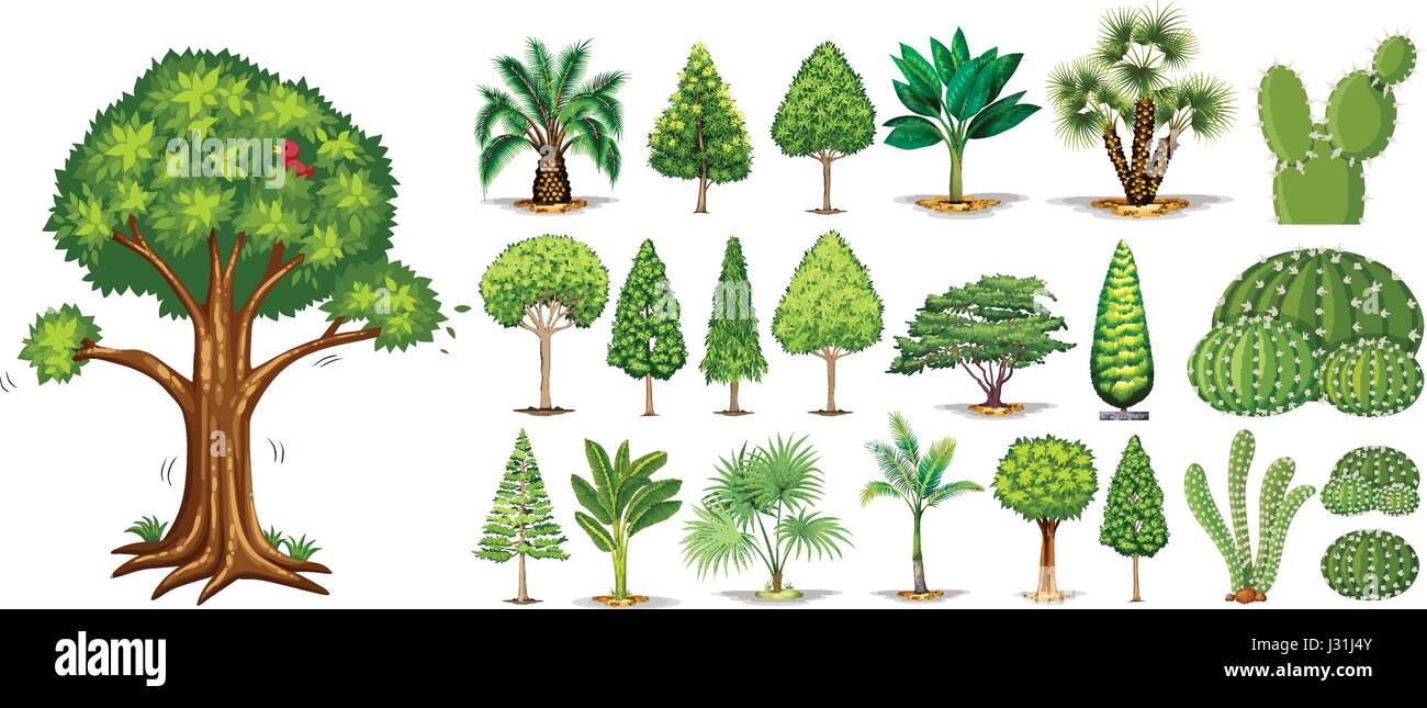 Diversi tipi di alberi illustrazione Immagine e Vettoriale - Alamy