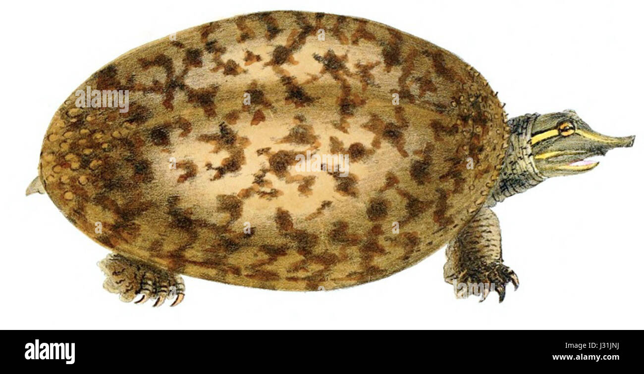 L'"Apalone ferox" è una specie di tartaruga a guscio molle, scientificamente descritta da Holbrook. Questa immagine è una versione capovolta dell'illustrazione originale. Foto Stock