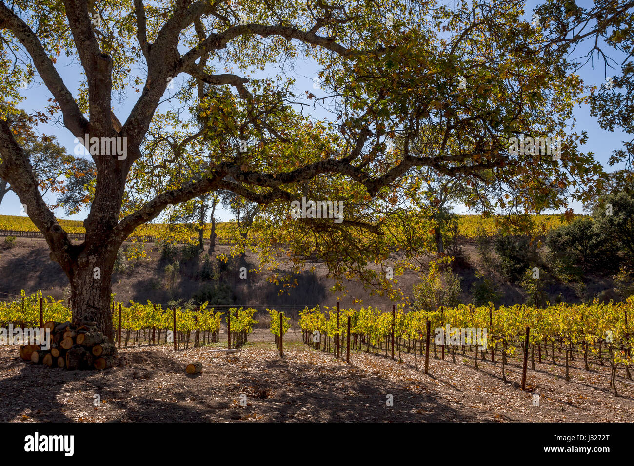 Vigneto di uva, vigneto, Coombsville zona viticola, Napa Napa Valley, California Foto Stock